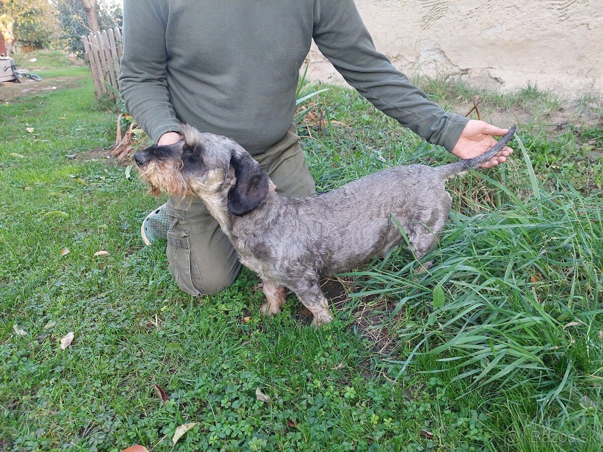 Jazvečik hrubosrsty štandard - 3