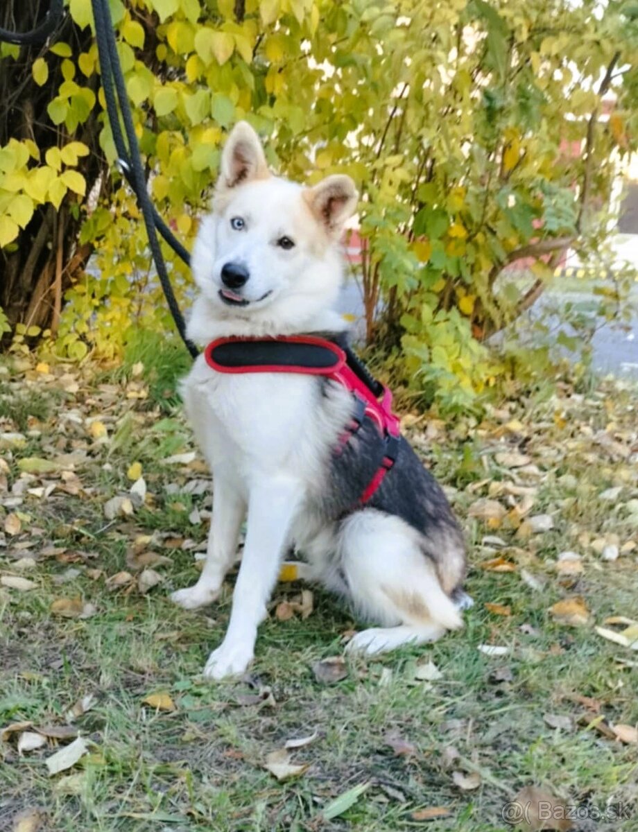Darujem super spoločníka Axela - mix sibírsky husky - 3