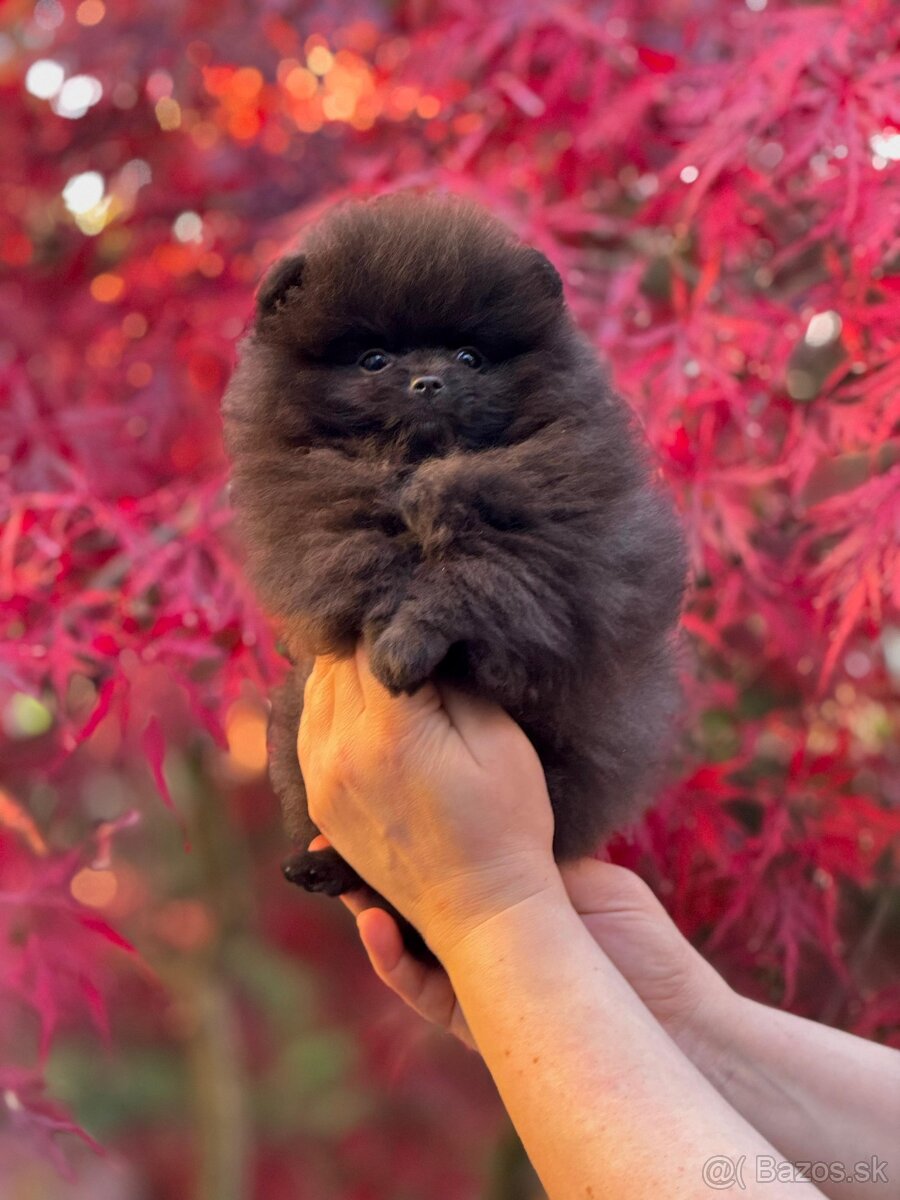 Pomeranian - 3