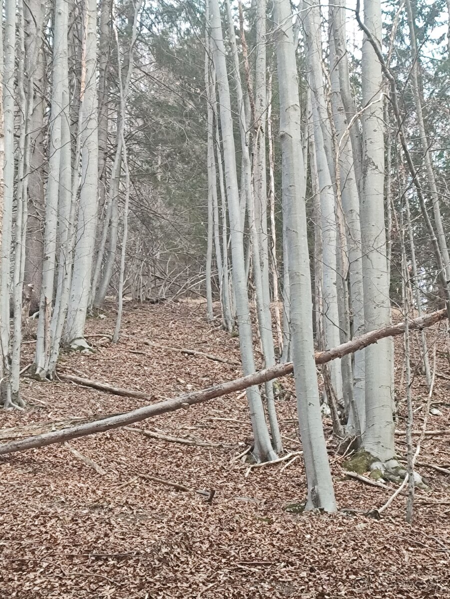 EXKLUZÍVNA INVESTÍCIA S OKAMŽITOU HODNOTOU: Pozemky s 85-roč - 3