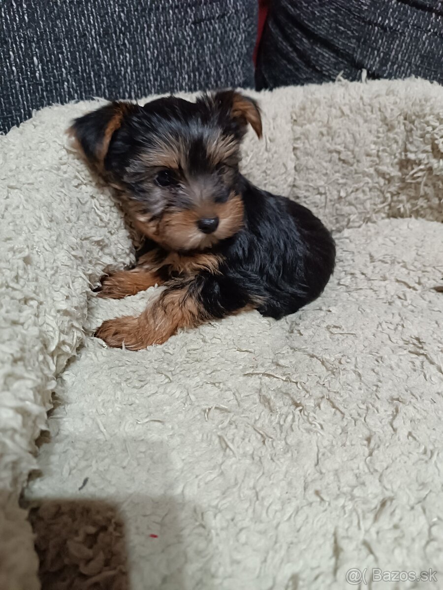 Yorkshirsky teriér - 3