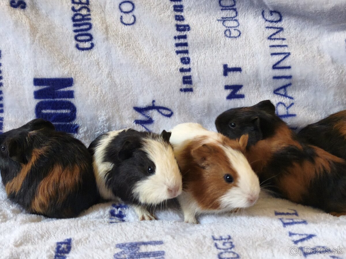 Prasiatko Morčiatko - 3