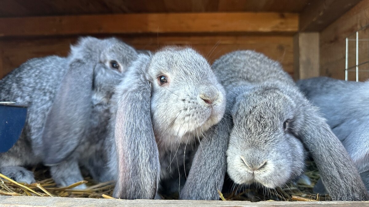 Králiky ( francúzsky baran ) - 3
