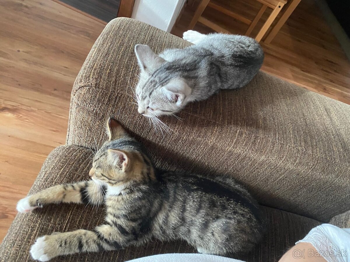 Darujem mačičky - 3