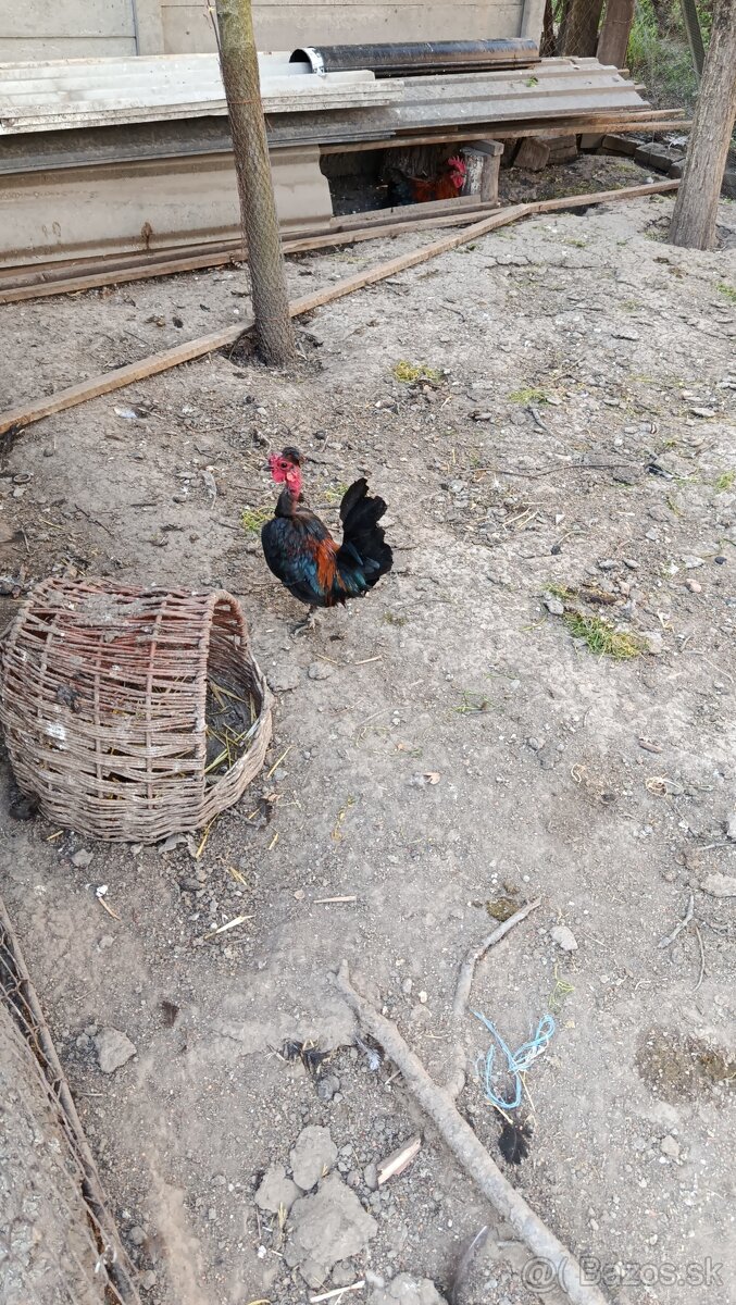 Predám kohútika liliputana - 3