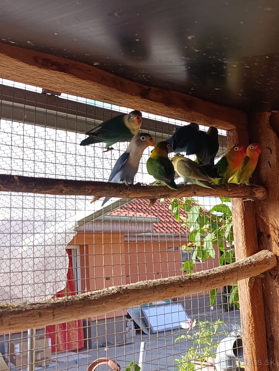 Agapornis ,pap.spevavý - 3