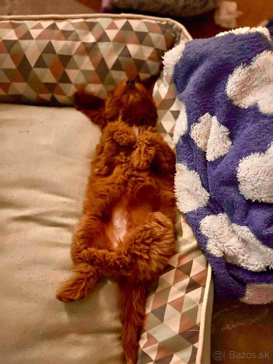 Red Maltipoo boy - 3