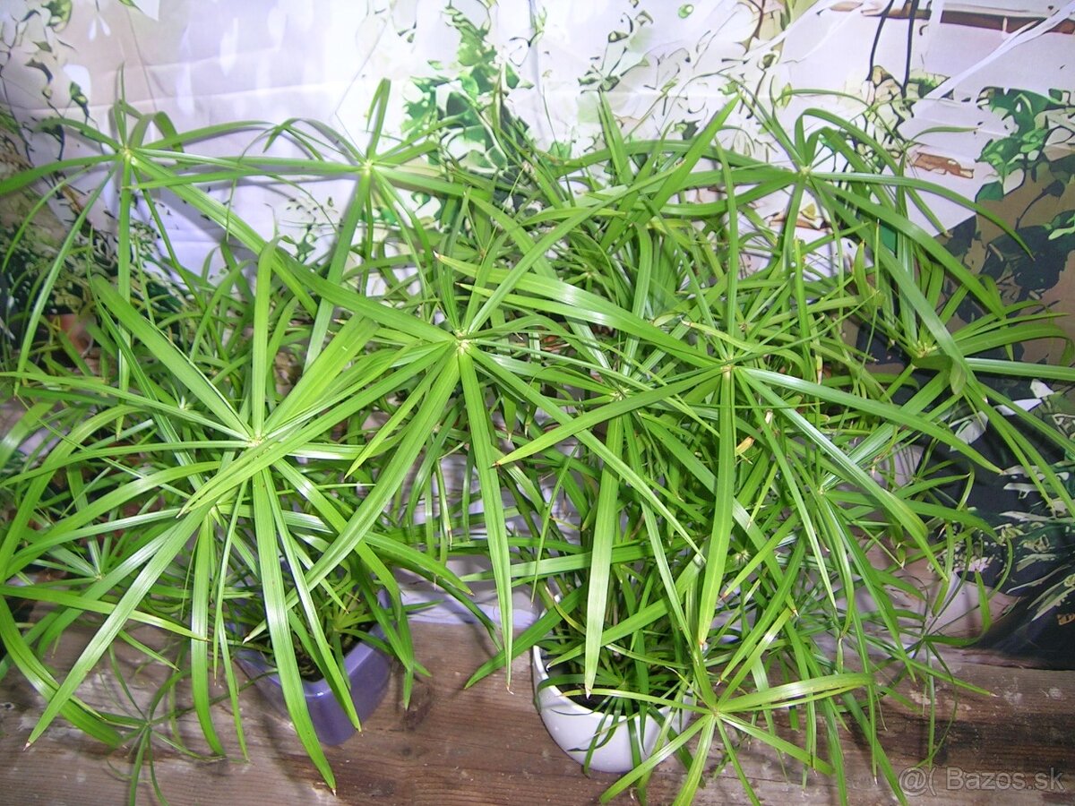 Šachor striedavolistý - Umbrella papyrus - 3