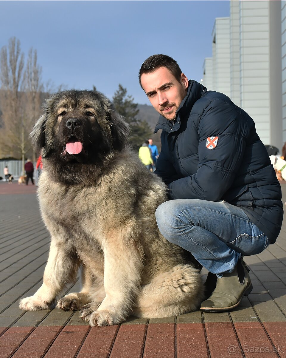 Kaukazský ovčiak - 3