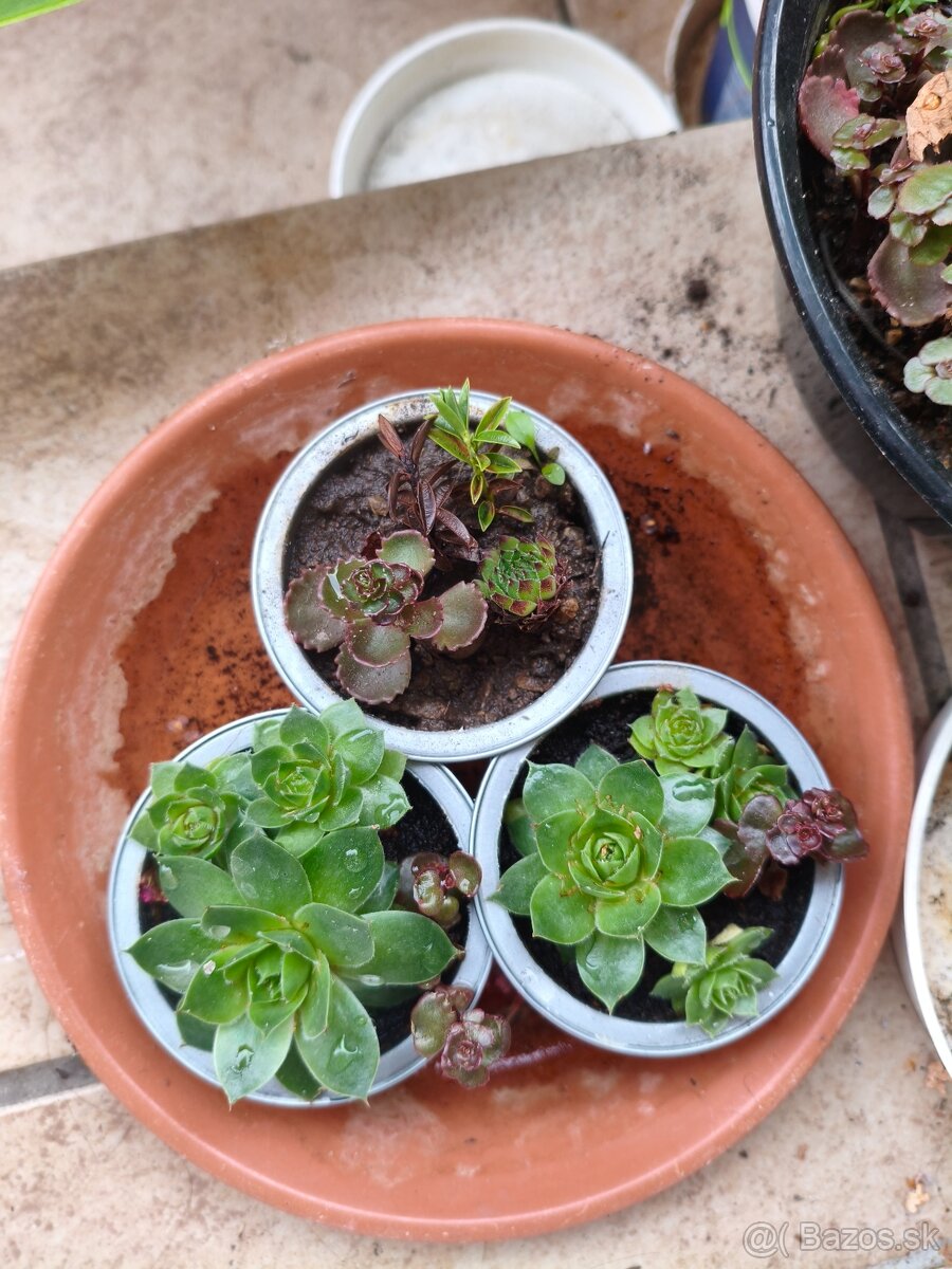Izbové rastliny viac druhov - 3
