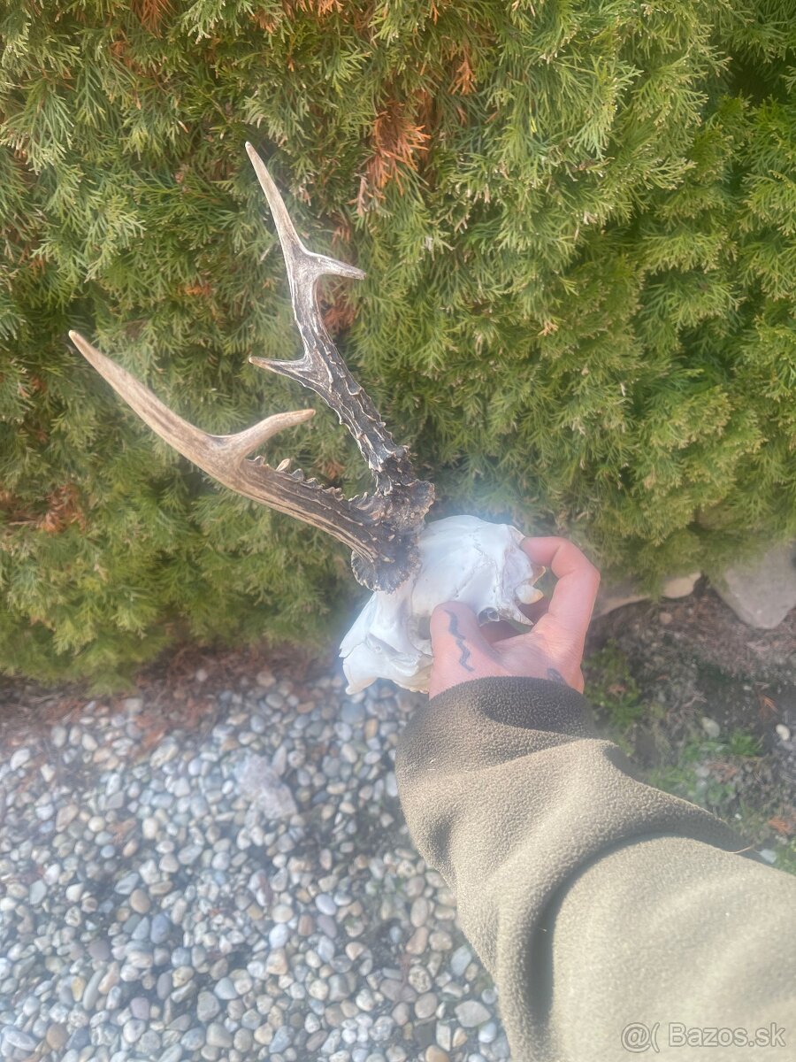 Trofej ,srnec ,parohy ,parozie - 3