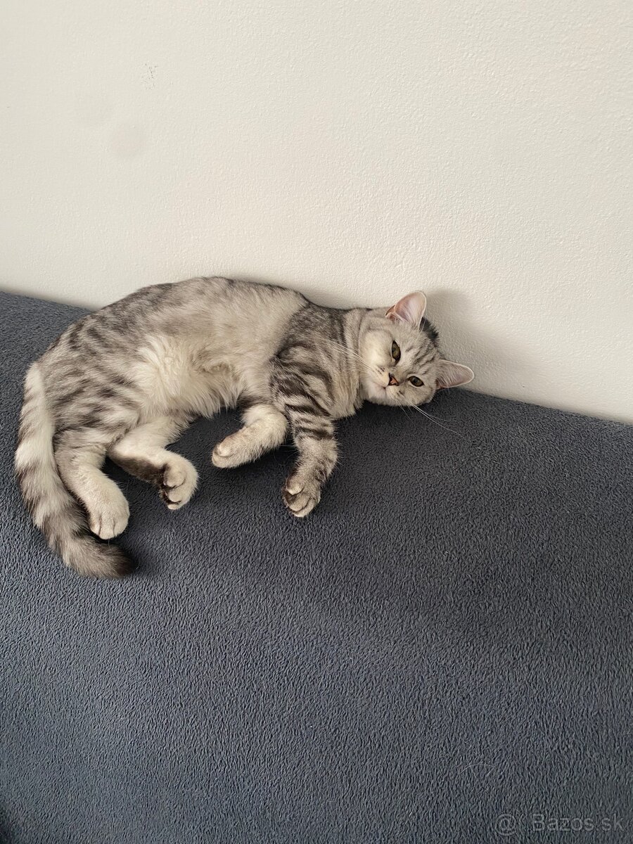 Darujeme mačičku - 3