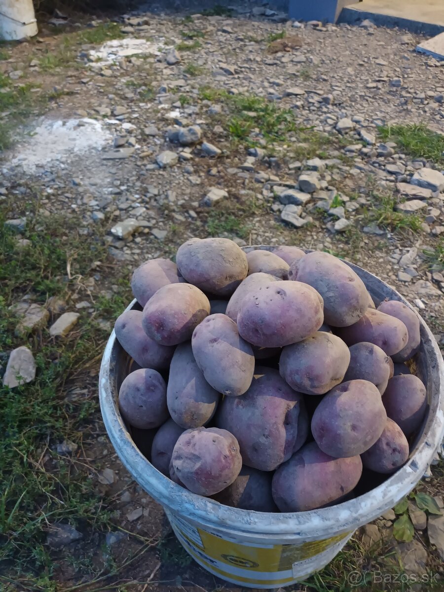 Predam konzumné a sadbové zemiaky - 3