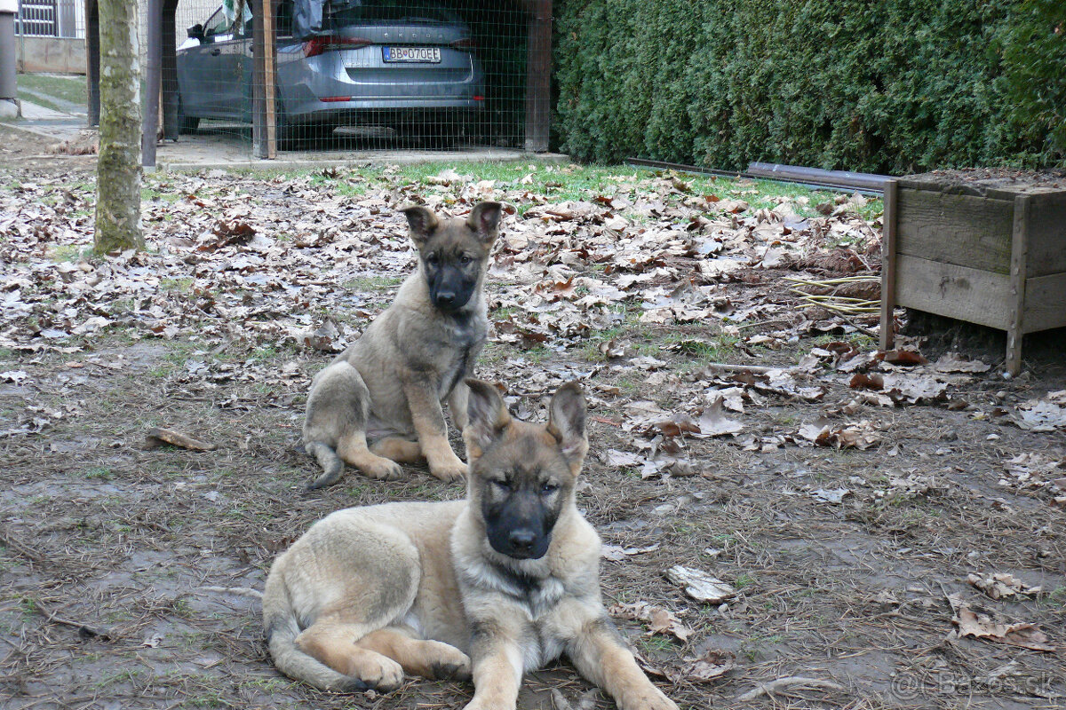 Šteniatka Nemeckého ovčiaka s PP- pracovné - 3