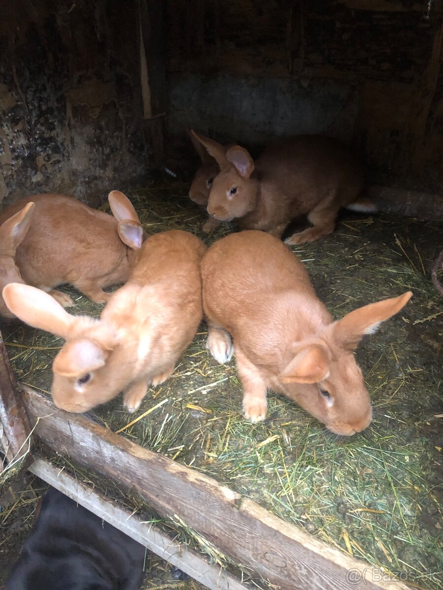 Burgundský a NOS - 3