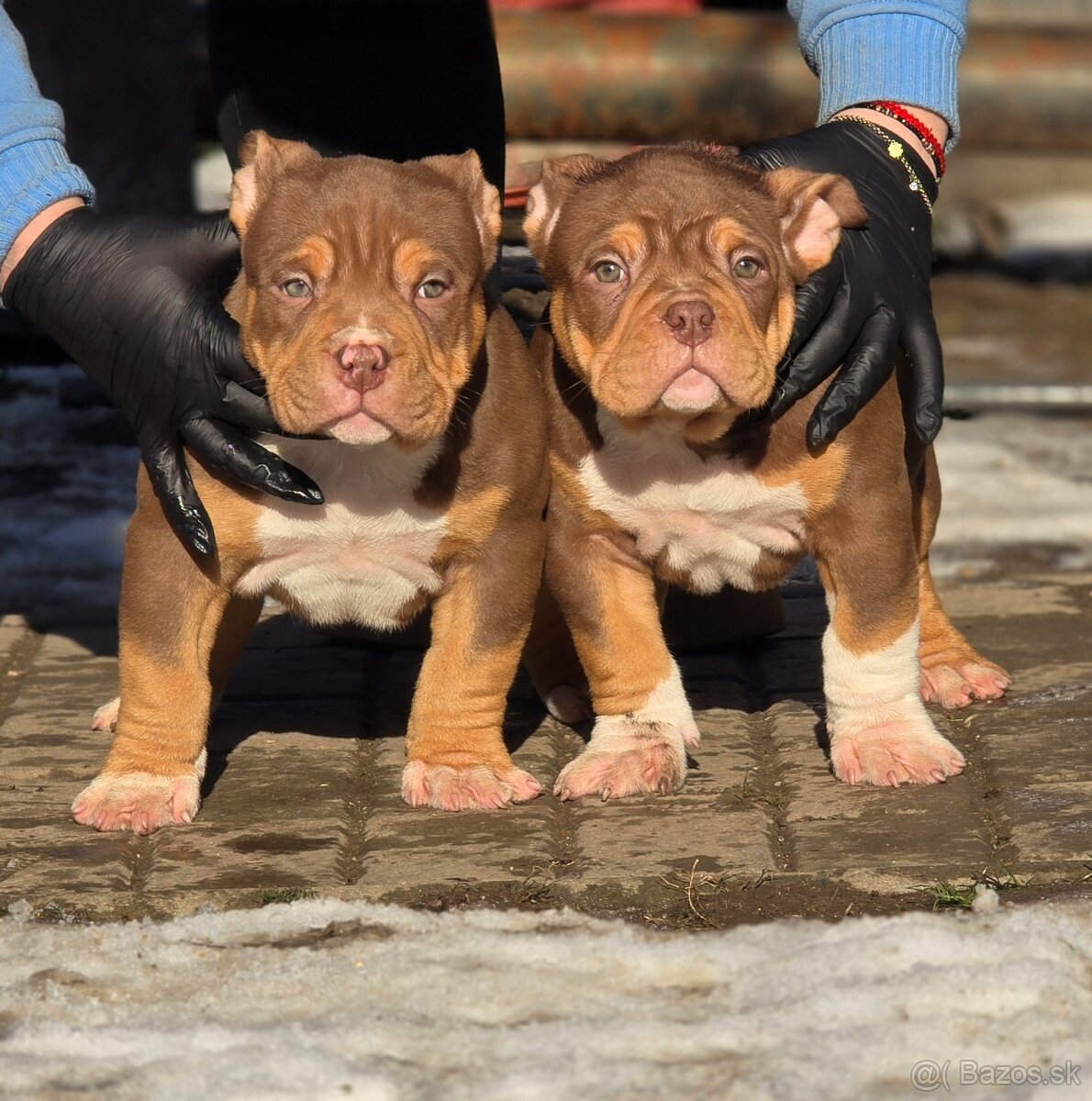 American Bully štandard - 3