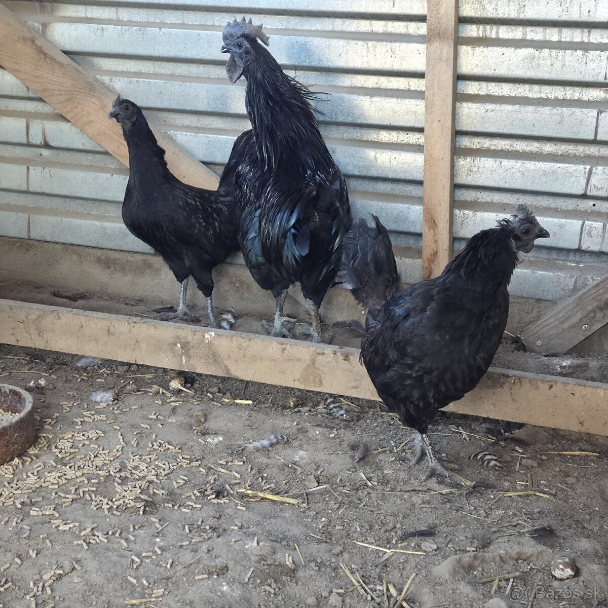 Chovny kmeň Ayam cemani - 3