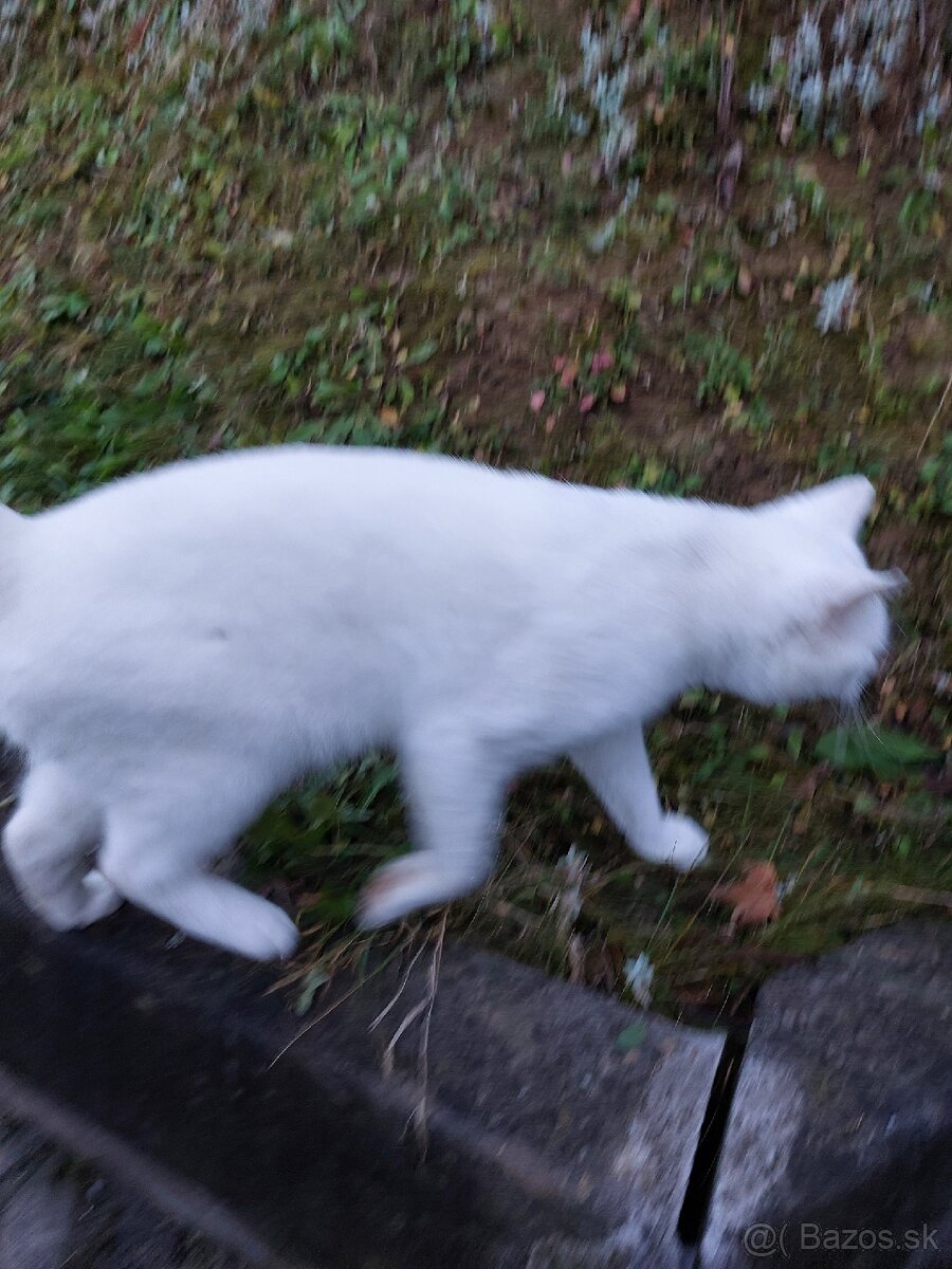 Darujem kocurika - 3