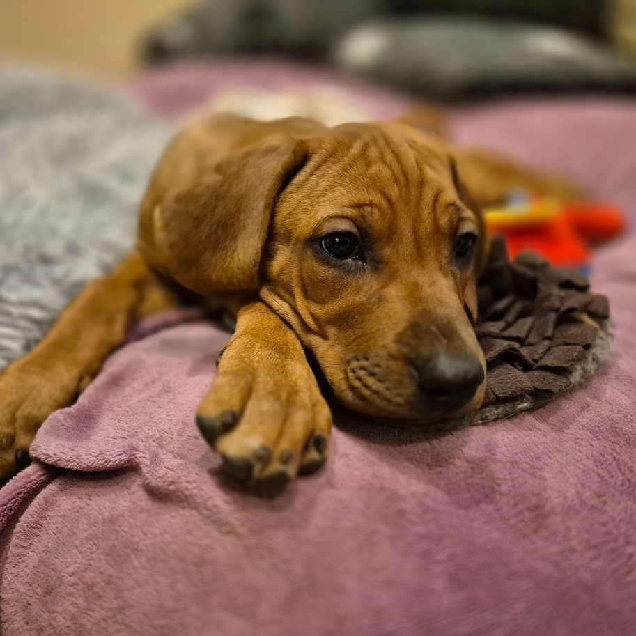 Rhodesian Ridgeback - vymazlená štěňátka s PP - 3