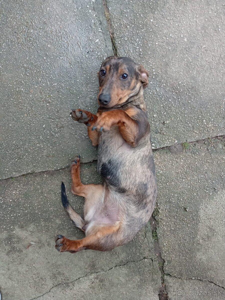 Merle jazvečík - 3