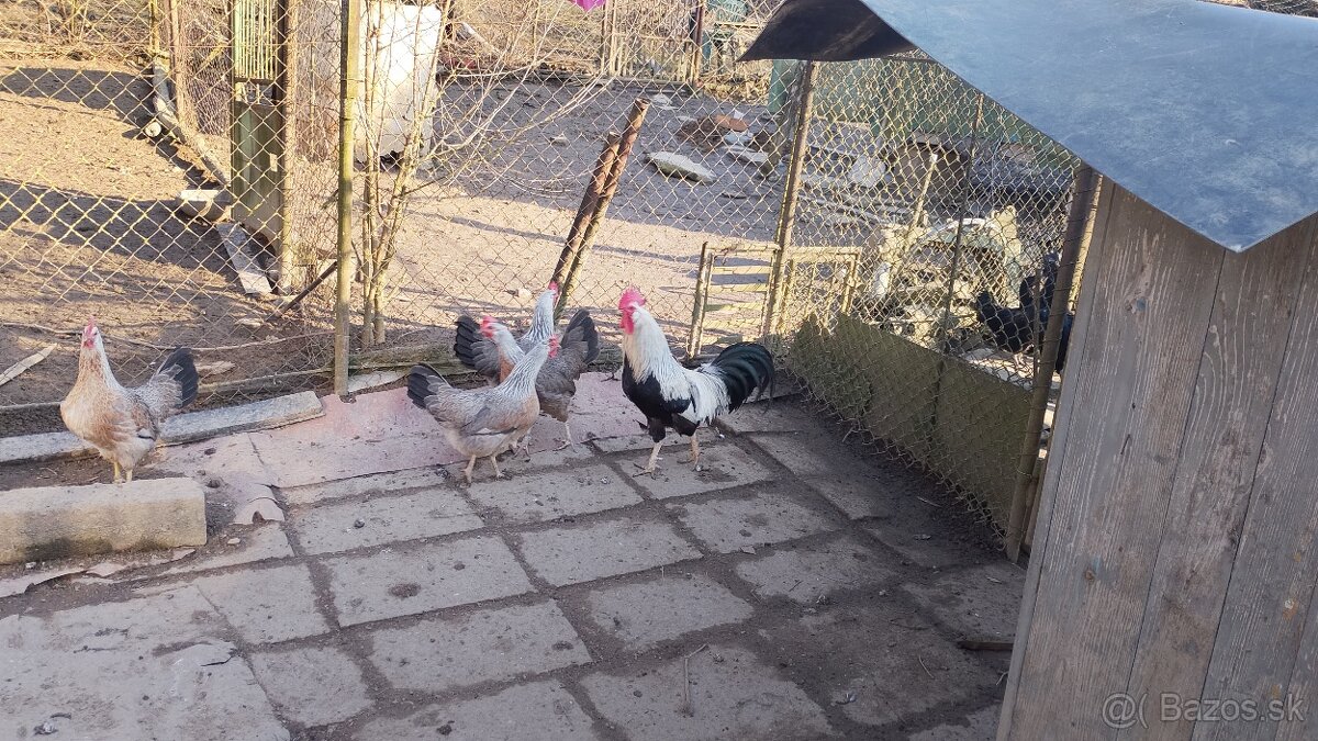 Vlaska striebornokrka - 3