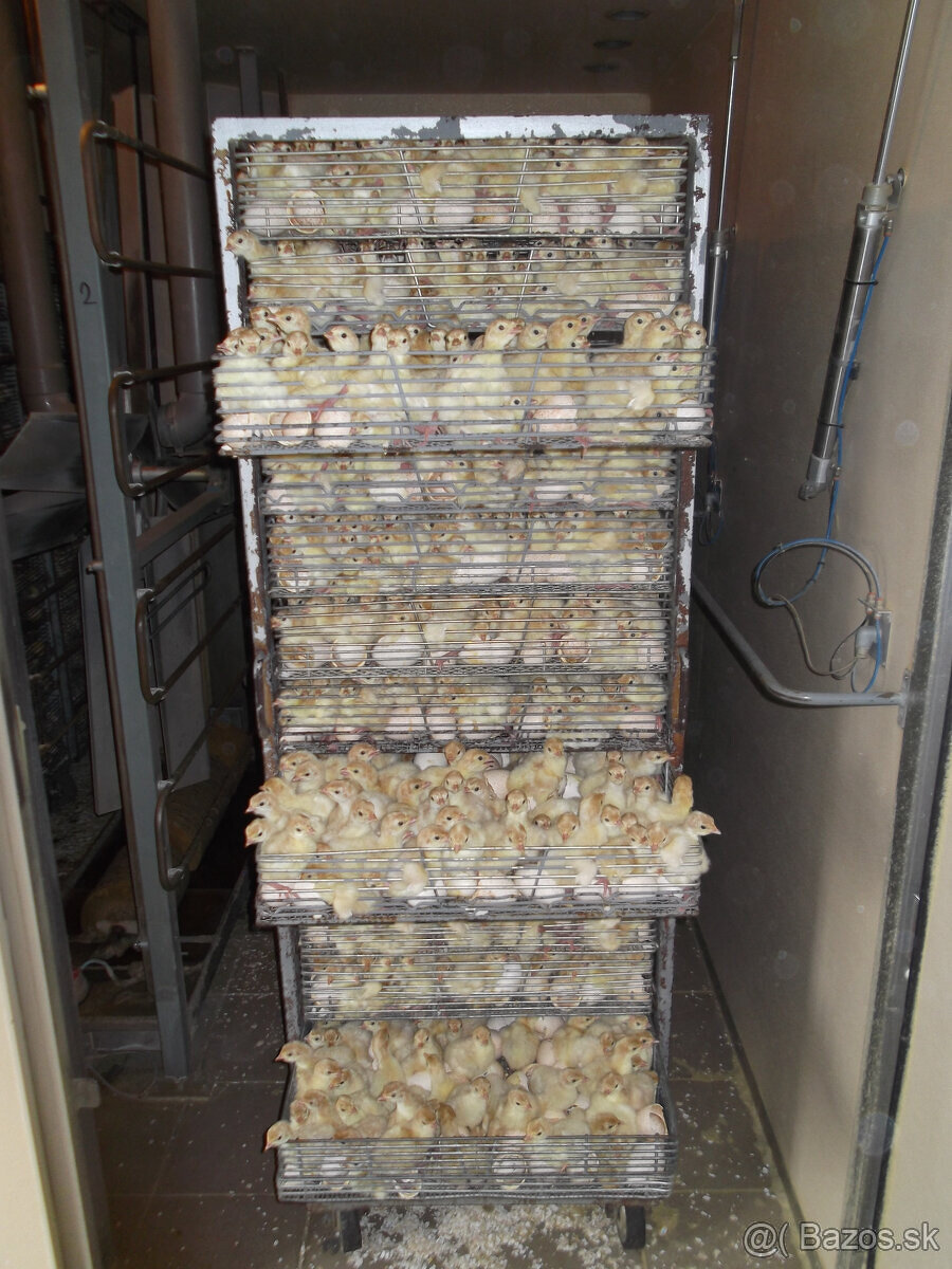 jednodňové brojlerove kurčatá, kuriatka / morky - 3