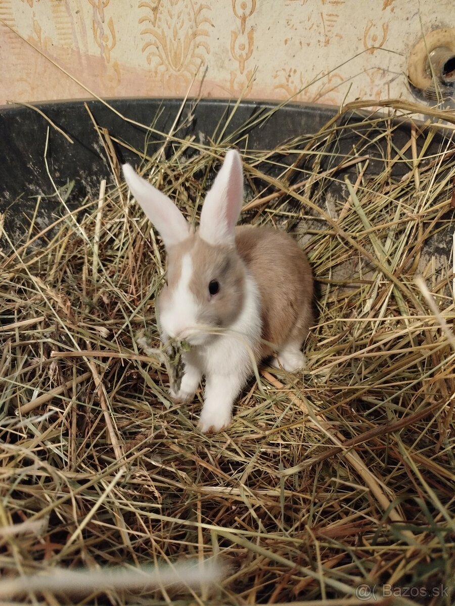 Predám zakrslých zajačikov - 3