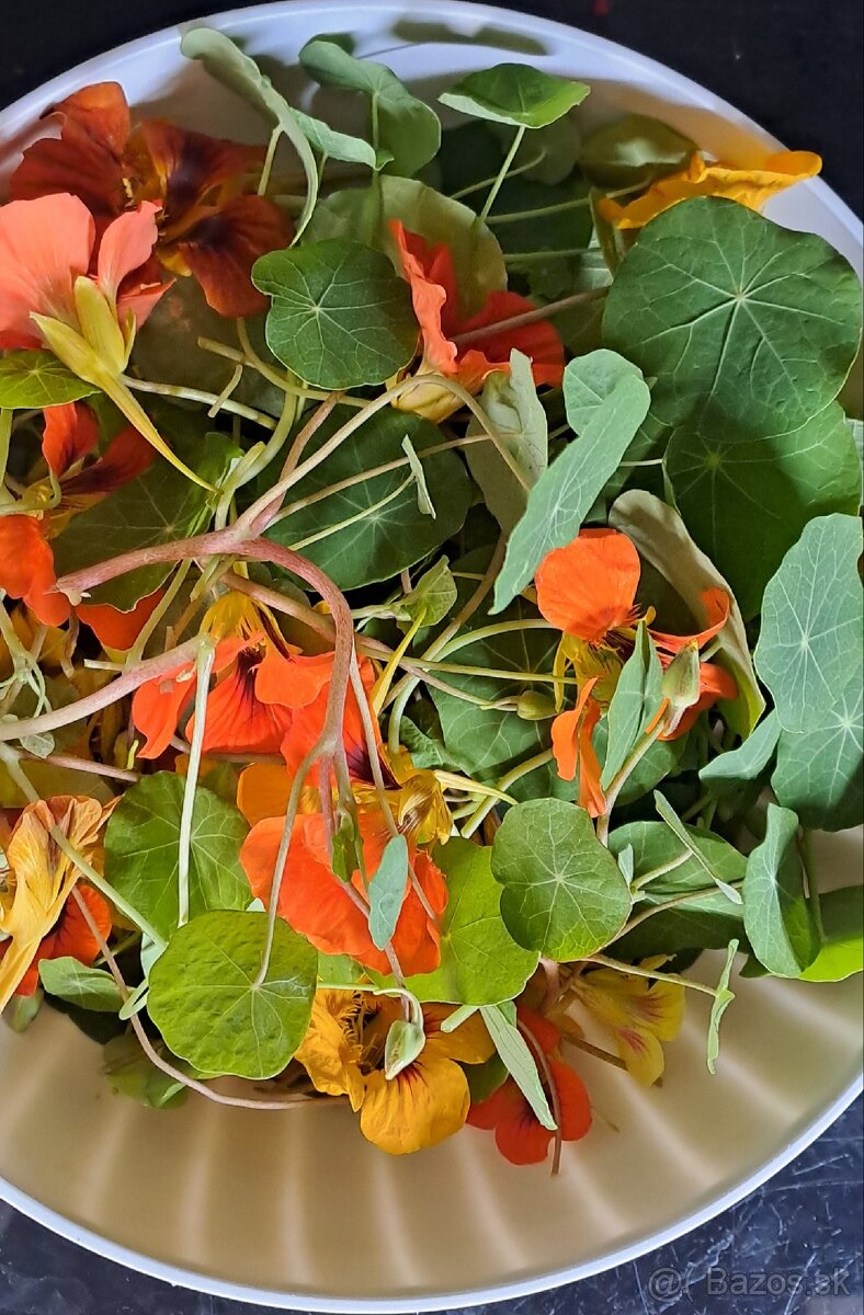 Kapucínka - tinktúra - 3