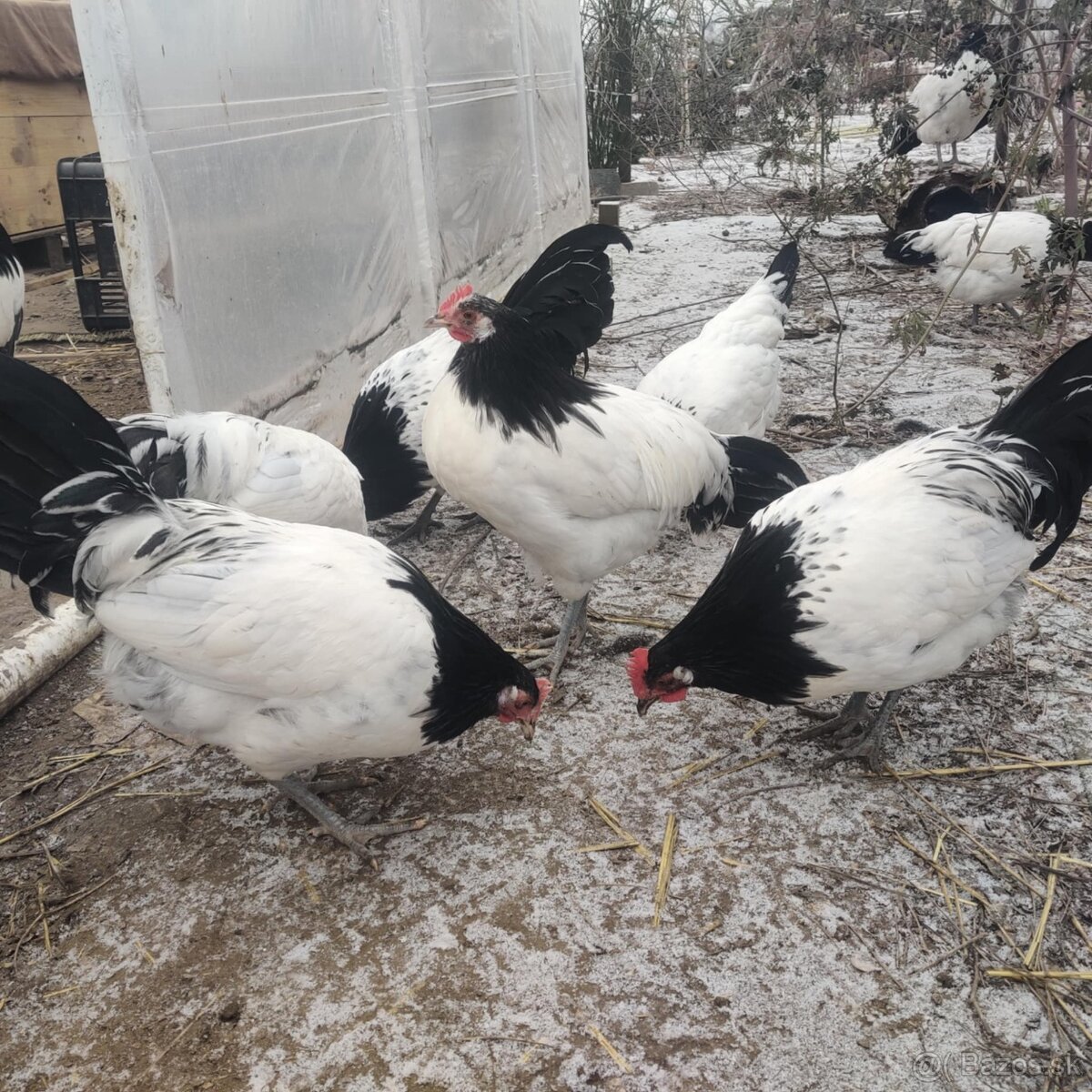 Lakenvelder kohútikovia - 3