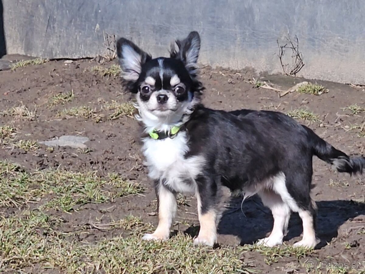 Čivava s pp mini - 3