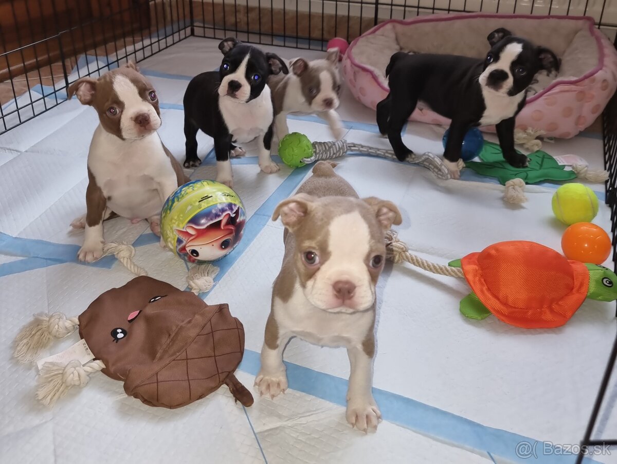 Boston terier Bostonský tetier - 3