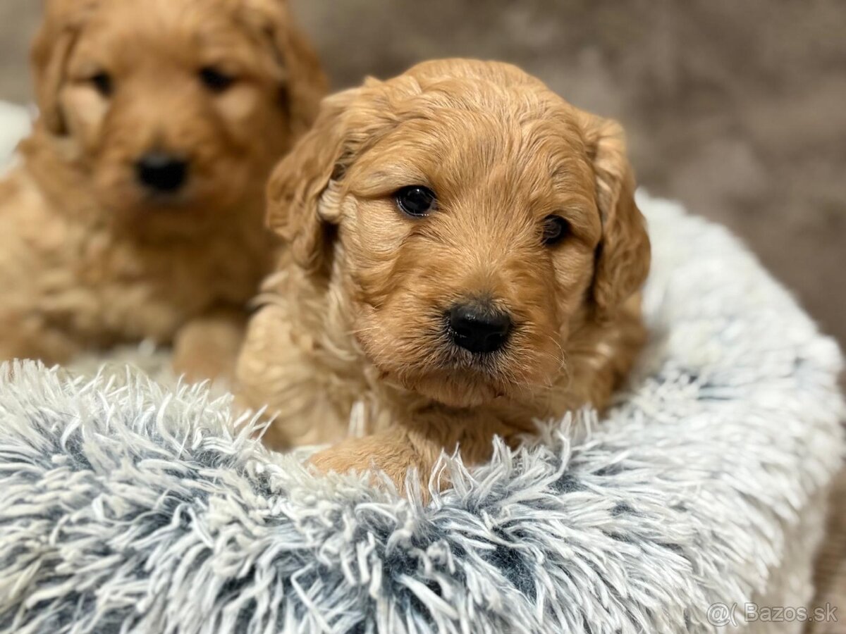 Goldendoodle - 3