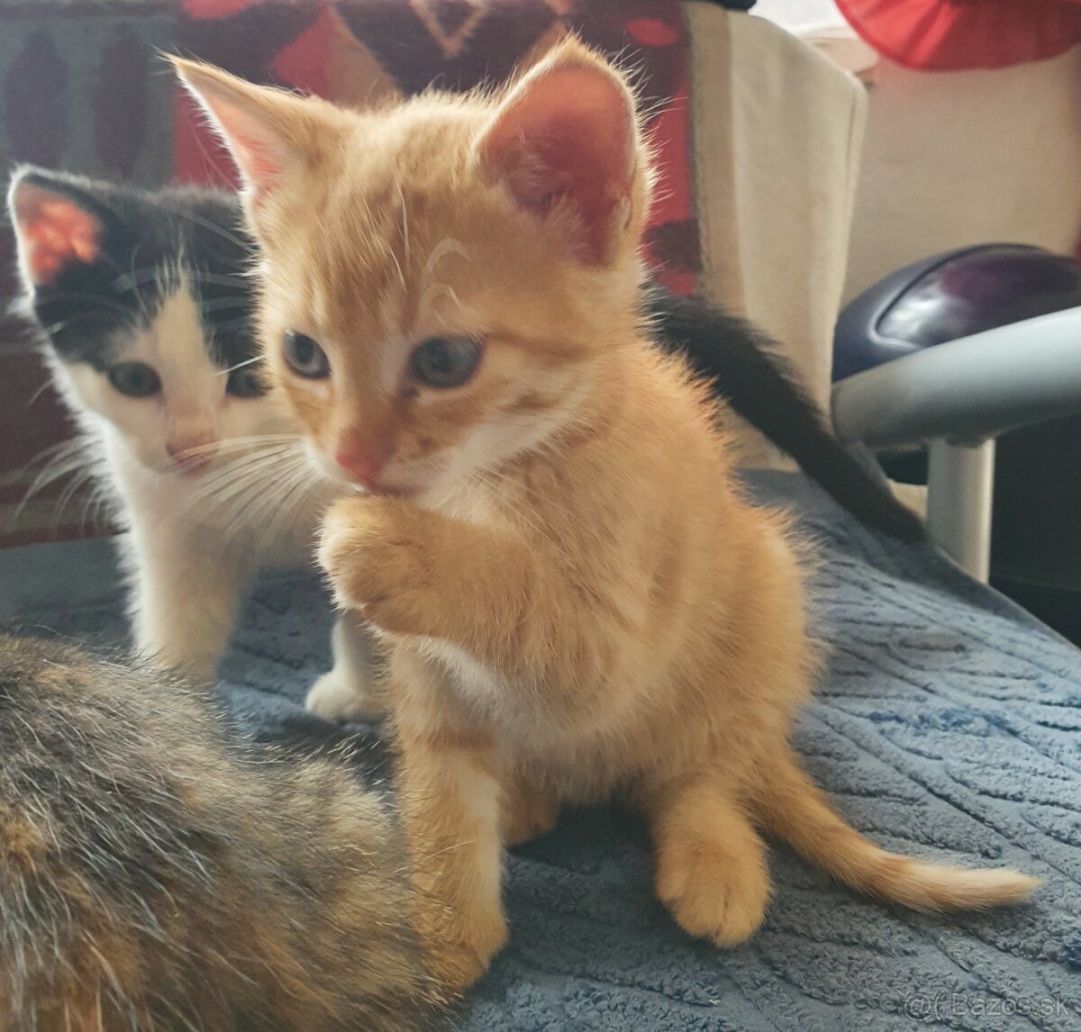 Mačičky (1x mačička, 1x kocúrik) 2-mesačné - 3