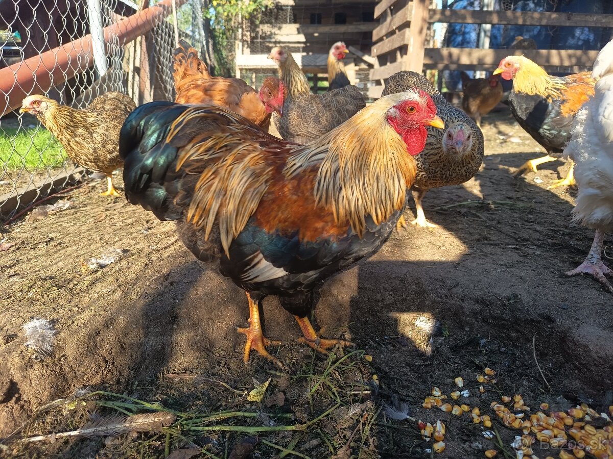Predám kohuty - 3