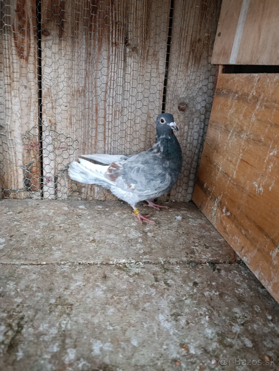 Poštové holuby - 3