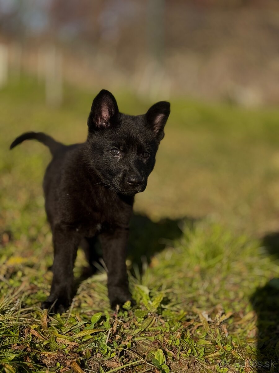 Nemecký ovčiak - 3