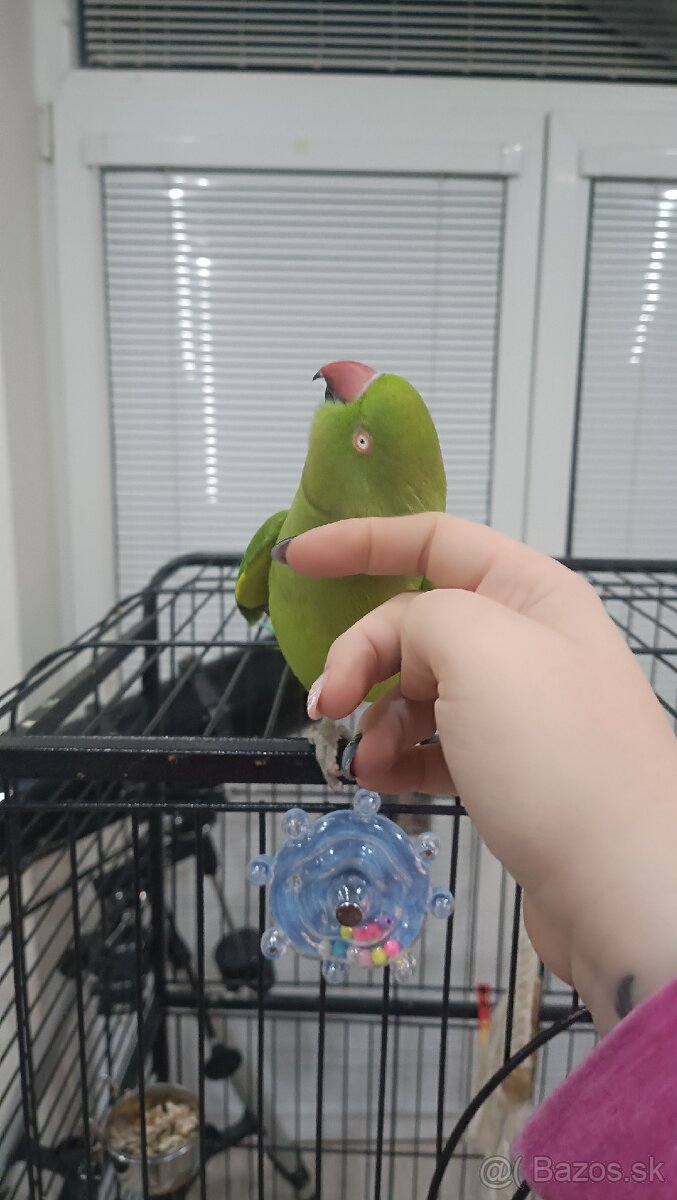 Papagáj Alexander malý - samička KIWI - 3