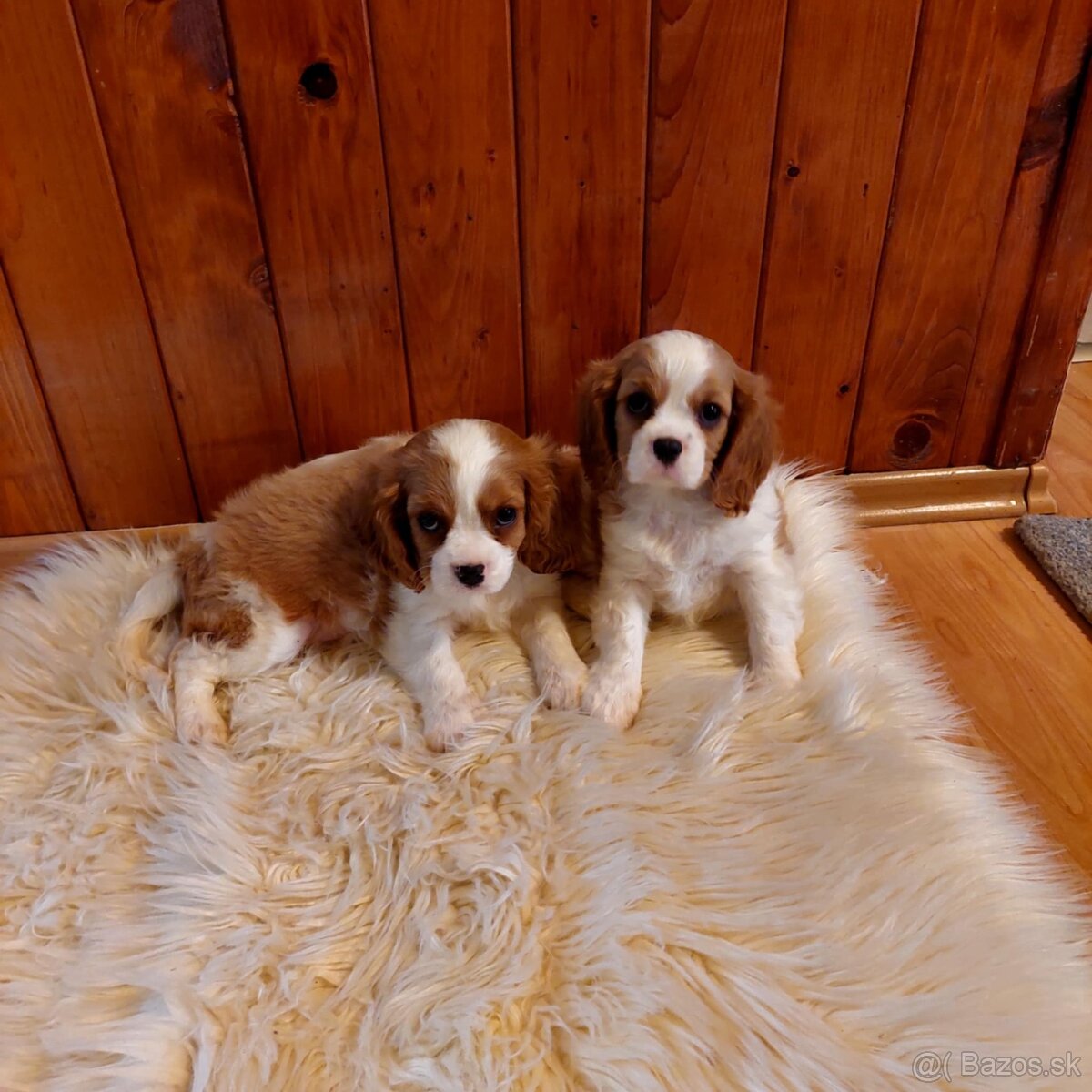 Cavalier king charles Spaniel - 3