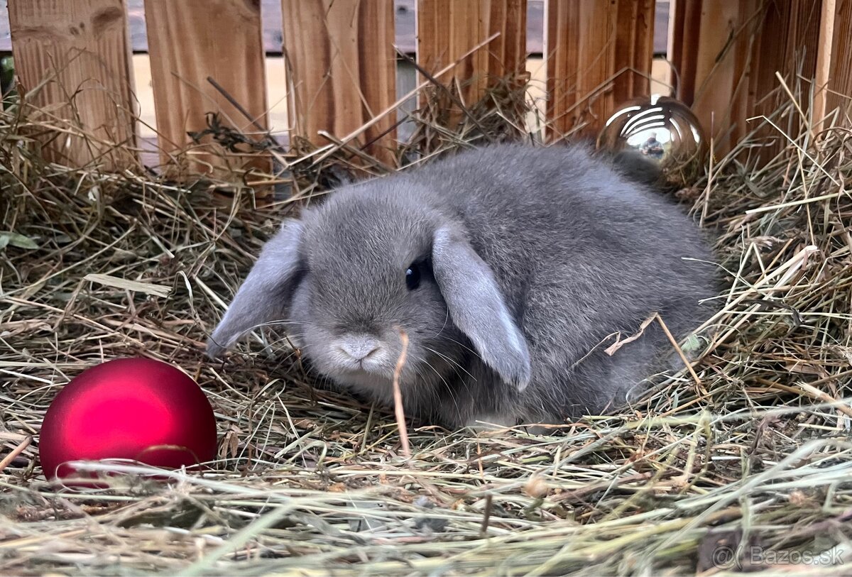 Zakrslý baranček (Minilop) - 3