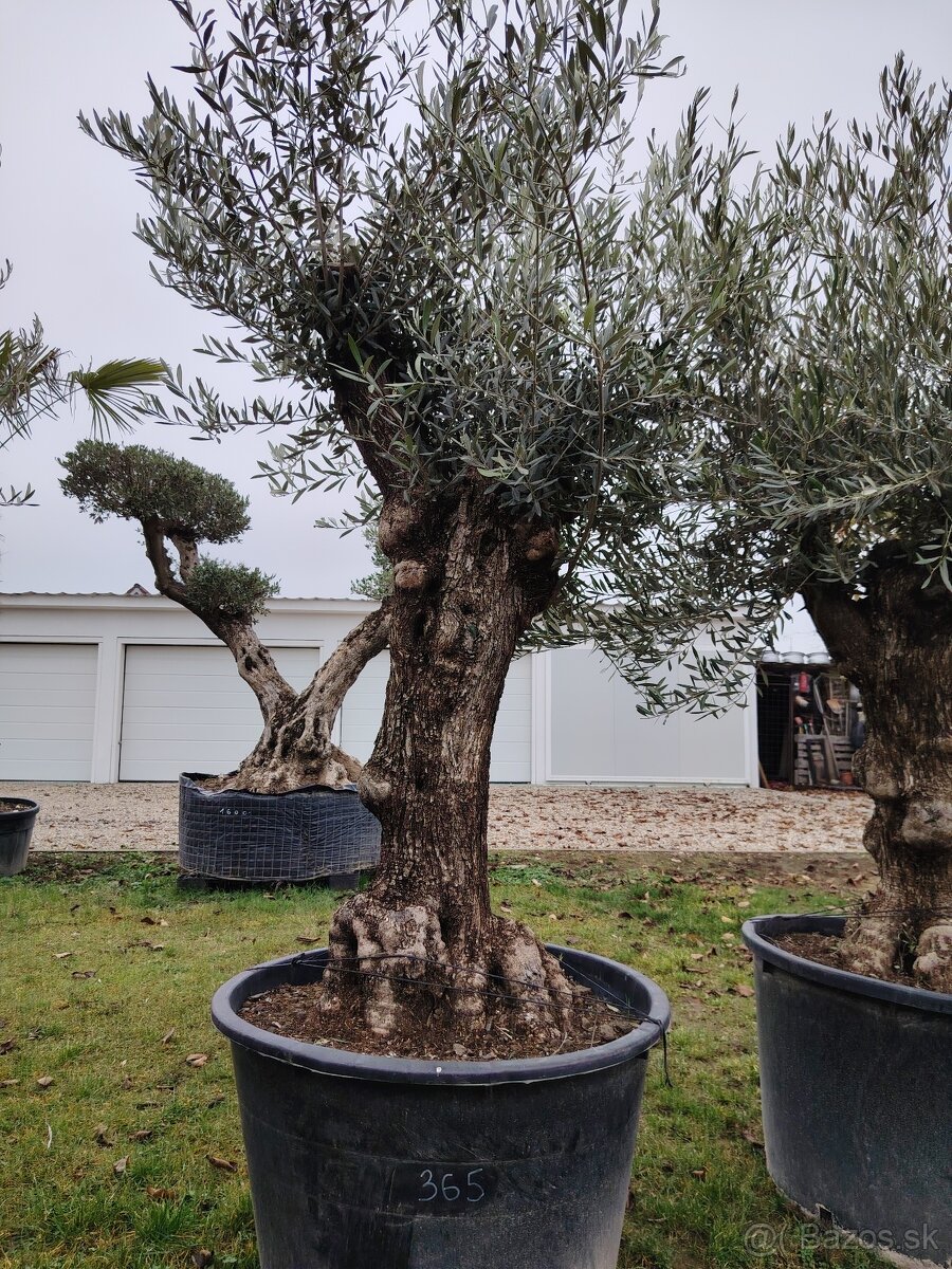 Olivovník europea - 3