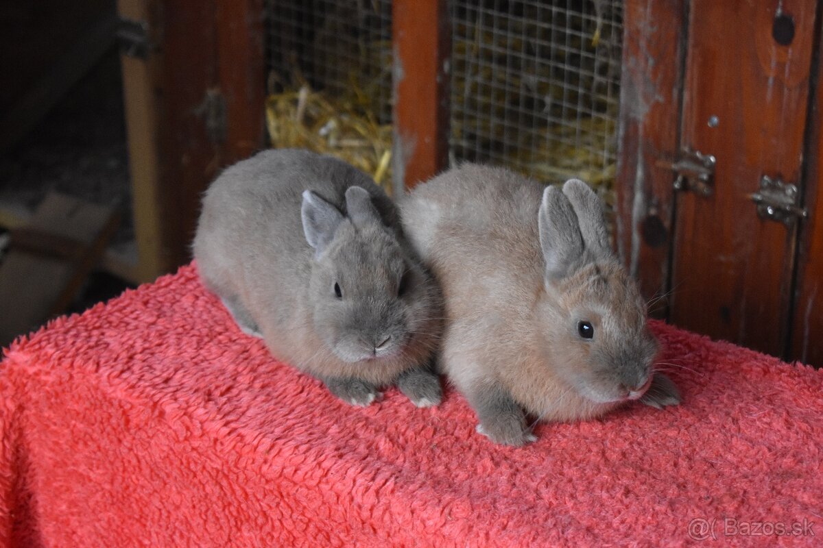 Predam zakrsly kralik - 3