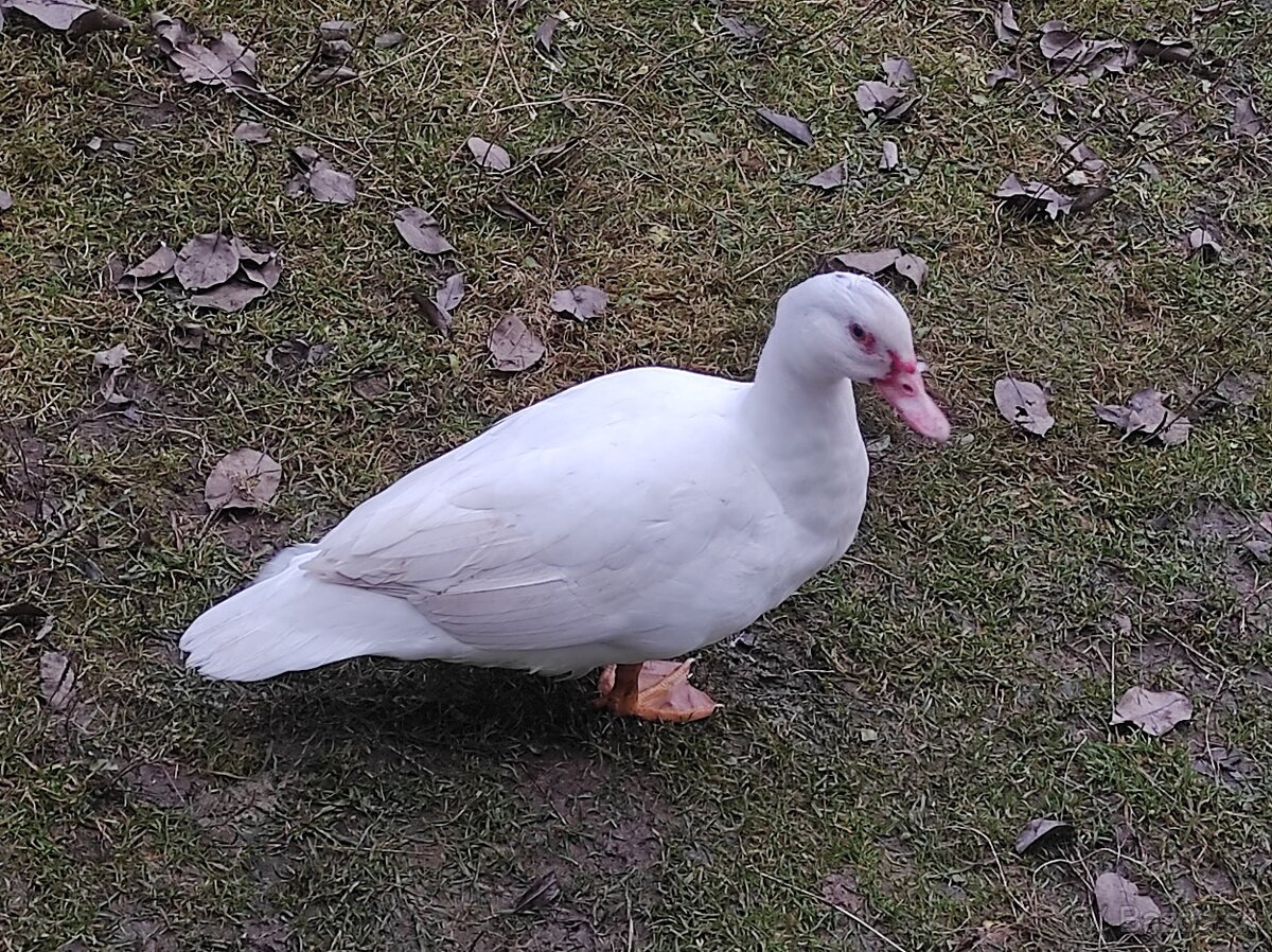 Predám kačky a káčerov barbarie - 3