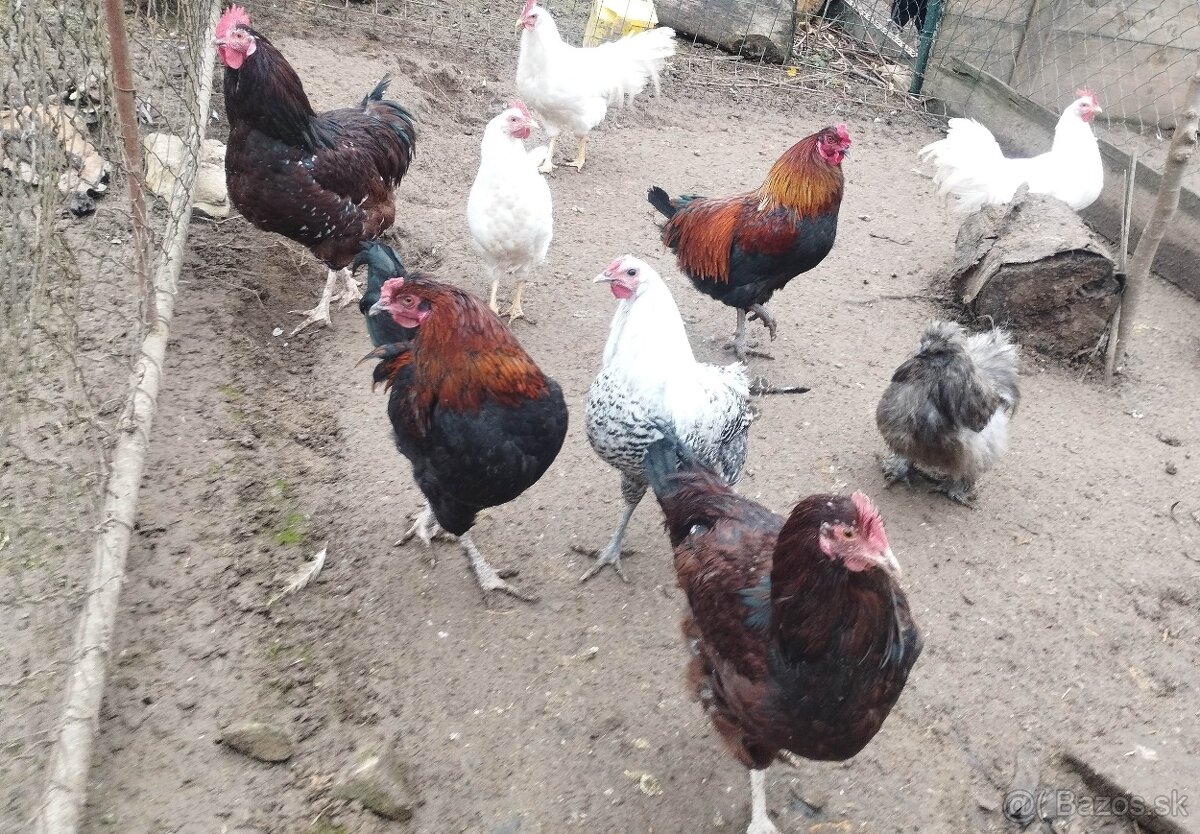 Kohúti na predaj - 3