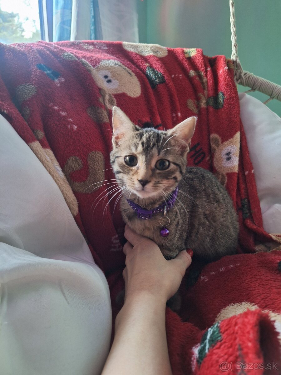 Darujem za veterinárne poplatky - 3