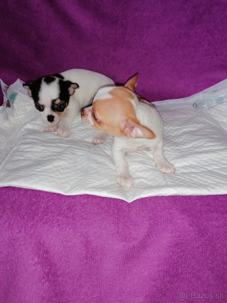 Čivava krátkosrstá - 3