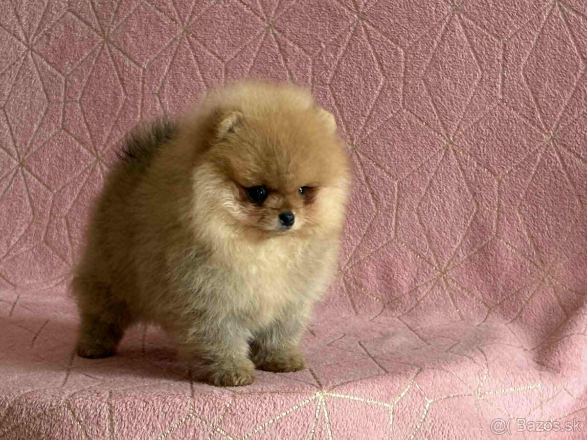 Pomeranian - 3