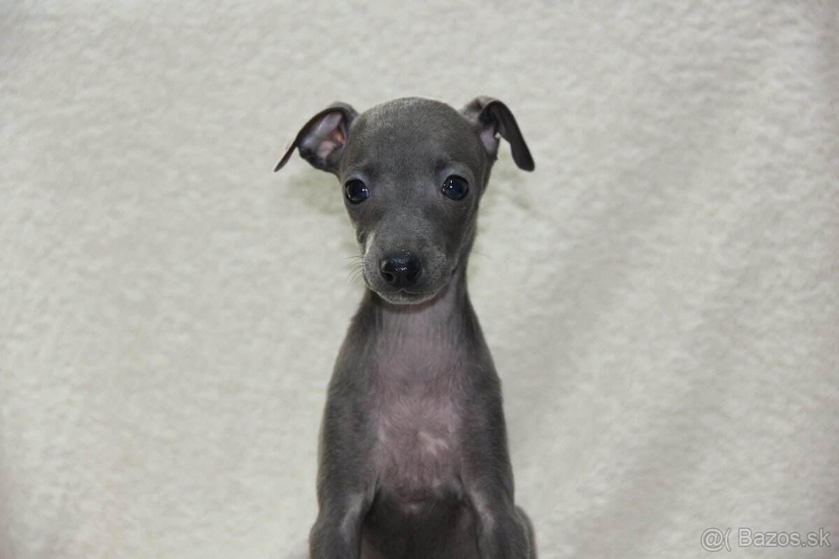 Taliansky chrtík - 3