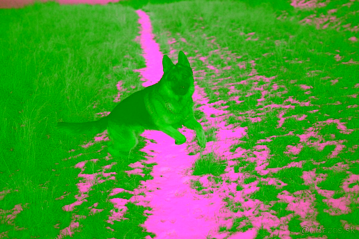 Nemecký ovčiak na krytie - 3