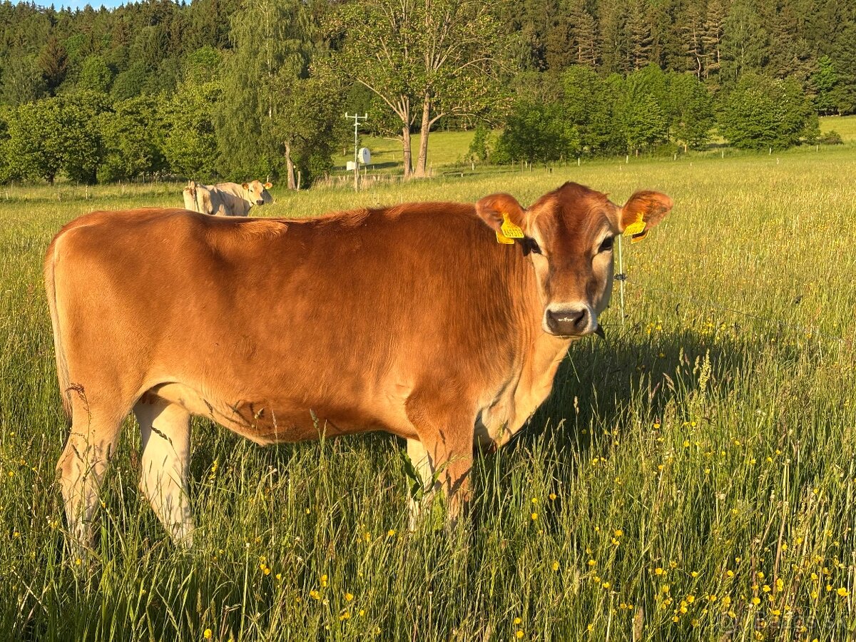 Jersey - 3