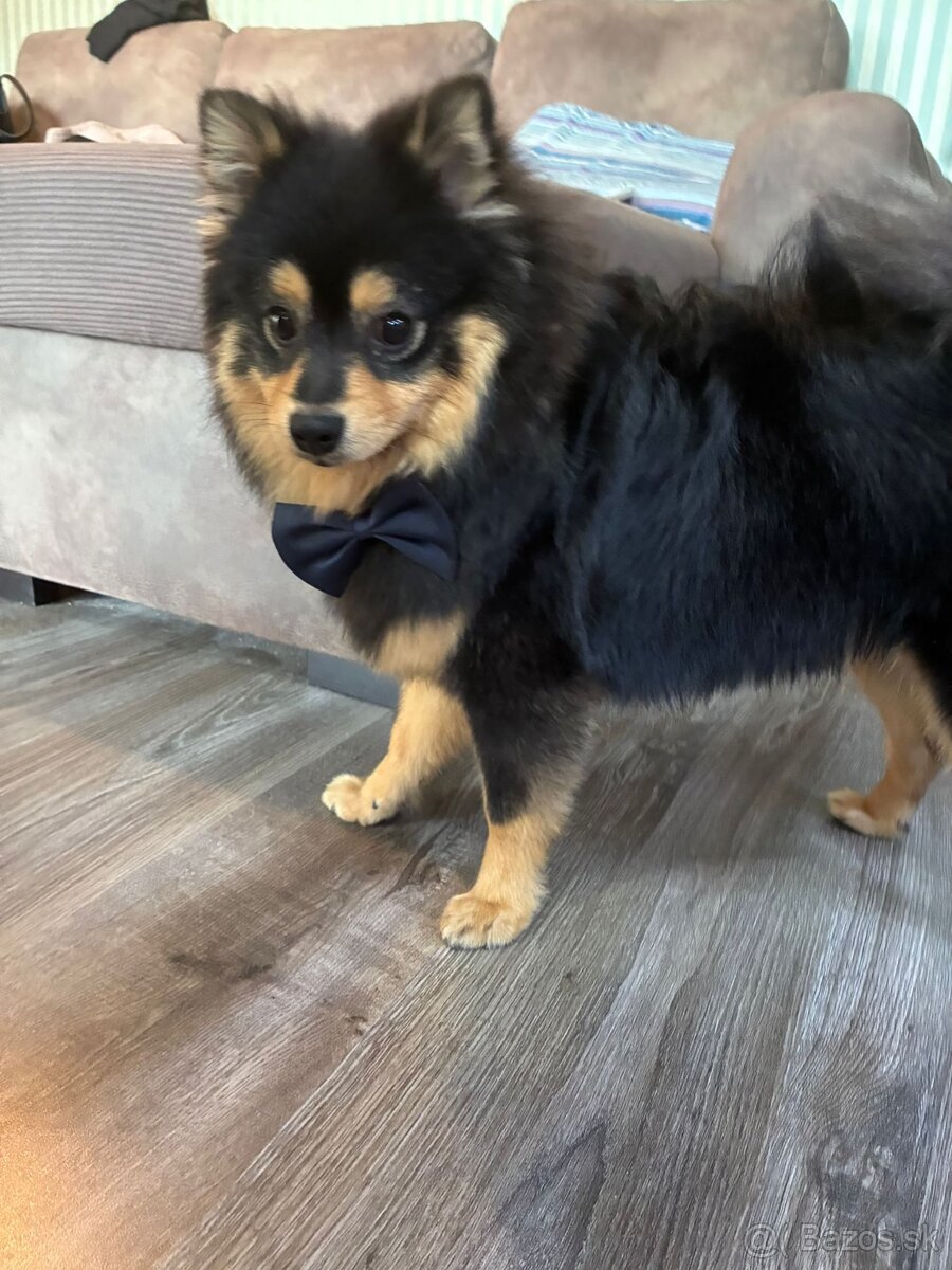 Na predaj: 9-mesačný Pomeranian - 3